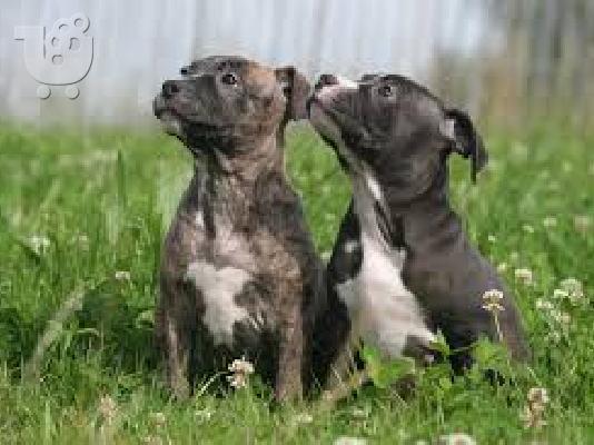 Γκολντεν καθαροαιμο κουταβακι